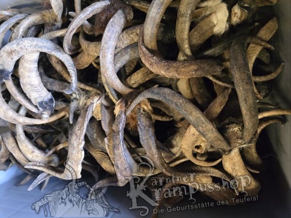 ANGEBOT Bockhörner mit Schädel Gemischt