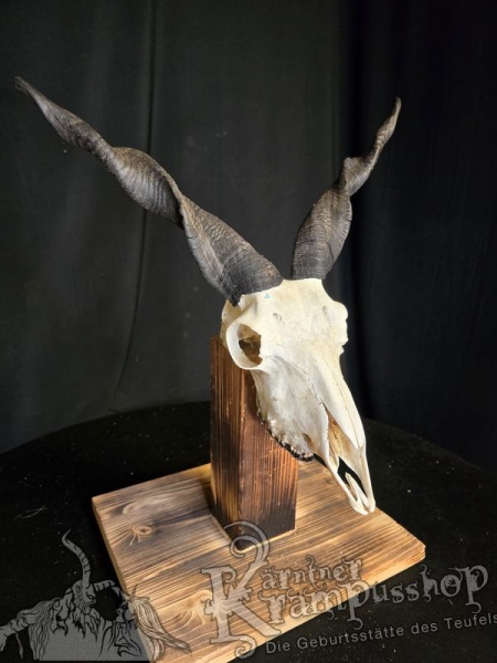 Zackelschaf Trophäe