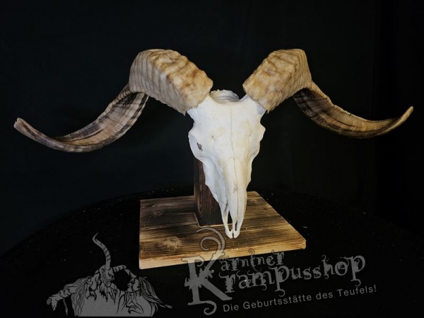 Hochland Widderhörner